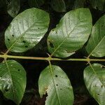 Uncaria tomentosa leaf picture by Nelson Zamora Villalobos (cc-by-nc)