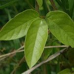 Centrosema brasilianum leaf picture by R. Tournebize (cc-by-sa)