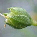 Linum alpinum fruit picture by Yoan MARTIN (cc-by-sa)