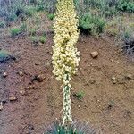 Hesperoyucca whipplei flower picture by Martin Bishop (cc-by-sa)