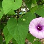 Ipomoea tiliacea leaf picture by SINAC Pérez Greivin (cc-by-sa)