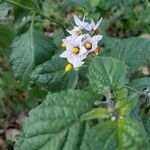 Solanum douglasii flower picture by Cynthia Laprocina (cc-by-sa)