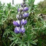 Lupinus pubescens flower picture by Fabien Anthelme (cc-by-sa)