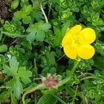 Ranunculus montanus leaf picture by Schuller Ton (cc-by-sa)