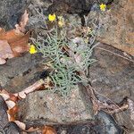 Linaria supina leaf picture by Martin Bishop (cc-by-sa)