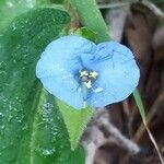 Commelina bracteosa flower picture by Maarten Vanhove (cc-by-sa)