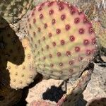 Opuntia rufida leaf picture by Meredith Norwood (cc-by-sa)