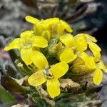 Draba pennell-hazenii flower picture by Fabien Anthelme (cc-by-sa)