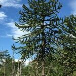 Araucaria araucana habit picture by Daniel Barthelemy (cc-by-nc)