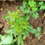 Potentilla norvegica leaf picture by Nancy Setzer (cc-by-sa)