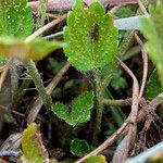 Azorella crenata leaf picture by Fabien Anthelme (cc-by-sa)