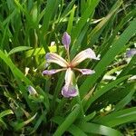 Iris foetidissima flower picture by Ashleigh Wiley (cc-by-sa)