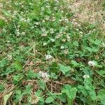 Trifolium repens habit picture by Frank Sundermeyer (cc-by-sa)