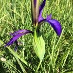 Iris reichenbachiana flower picture by Adrien Broni (cc-by-sa)