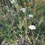 Achillea nobilis habit picture by Jean-François Baudin (cc-by-sa)