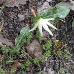 Erythronium oregonum leaf picture by Mel (cc-by-sa)