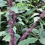 Amaranthus caudatus leaf picture by Senger Mario (cc-by-sa)