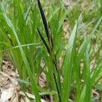 Carex acuta leaf picture by phil m (cc-by-sa)