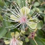 Capparis tomentosa flower picture by Leigh Winowiecki (cc-by-sa)