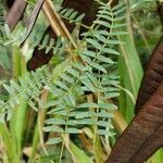 Enterolobium cyclocarpum leaf picture by Ethan Greer (cc-by-sa)