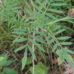 Tagetes tenuifolia leaf picture by Sabina Hartmann (cc-by-sa)