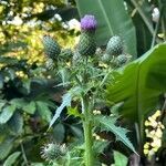 Cirsium mexicanum flower picture by Gladys Nazario (cc-by-sa)