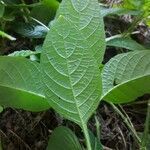 Ruellia elegans leaf picture by Vinicius Castro Souza (cc-by-sa)