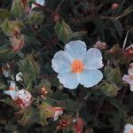 Cistus salviifolius habit picture by Sergio-OMA (cc-by-sa)