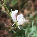 Linaria nivea flower picture by Diego Alex (cc-by-sa)