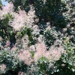 Cotinus coggygria habit picture by Valérie (cc-by-sa)