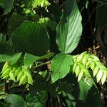 Flemingia strobilifera leaf picture by claire Felloni (cc-by-sa)