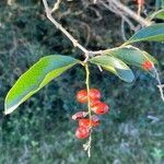 Citharexylum montevidense fruit picture by Bayce Daniel (cc-by-sa)