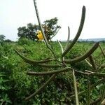 Senna occidentalis fruit picture by Farid AMADOU BAHLEMAN (cc-by-sa)