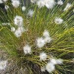 Eriophorum vaginatum fruit picture by Hosseini Amjad (cc-by-sa)