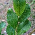 Salix caprea leaf picture by Gilles ROUXEL (cc-by-sa)