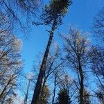 Pinus nigra habit picture by Ernst Fürst (cc-by-sa)