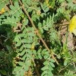 Tribulus zeyheri leaf picture by susan brown (cc-by-sa)