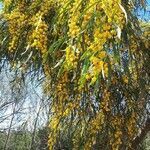 Acacia saligna habit picture by Stefano Lombardi (cc-by-sa)