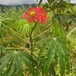 Jatropha multifida leaf picture by Jardim Mundo (cc-by-sa)