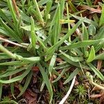 Armeria alpina habit picture by Yoan MARTIN (cc-by-sa)