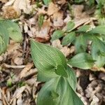 Ruscus hypoglossum leaf picture by Mia Crncic (cc-by-sa)