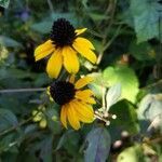 Rudbeckia triloba flower picture by Libby Janes (cc-by-sa)