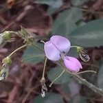 Desmodium uncinatum flower picture by Maarten Vanhove (cc-by-sa)