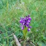 Anacamptis morio fruit picture by olivelo (cc-by-sa)