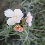 Cycnium volkensii flower picture by susan brown (cc-by-sa)