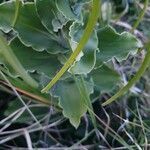 Bonatea steudneri leaf picture by susan brown (cc-by-sa)