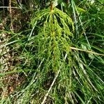 Equisetum sylvaticum flower picture by Richard Woodhead (cc-by-sa)