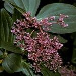 Medinilla speciosa flower picture by Daniel Barthelemy (cc-by-nc)