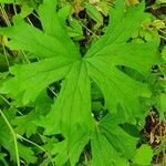 Delphinium leroyi leaf picture by susan brown (cc-by-sa)