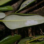 Avicennia bicolor fruit picture by Nelson Zamora Villalobos (cc-by-nc)